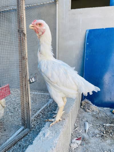 Qandhari Aseel Females For Sale Urgent
