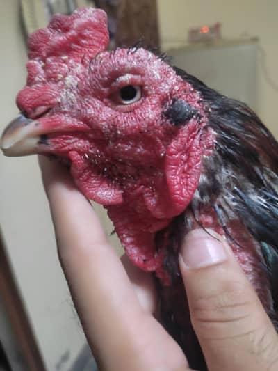 aseel mianwali
