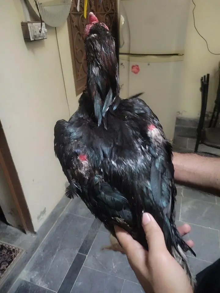 aseel mianwali — photo 3