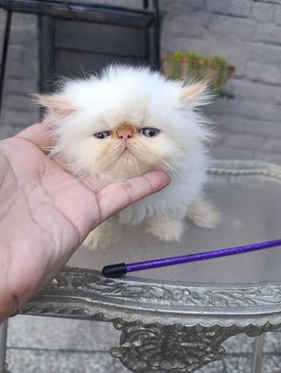 peke faced kittens