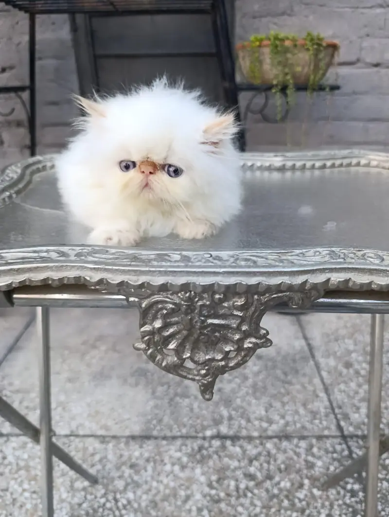 peke faced kittens — photo 2