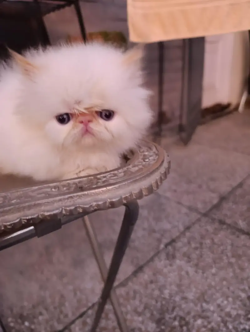 peke faced kittens — photo 3