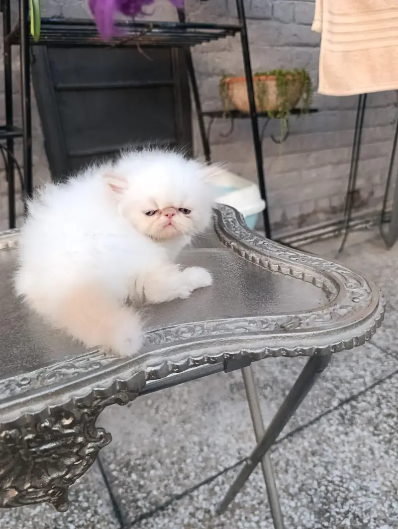 peke faced kittens — photo 4