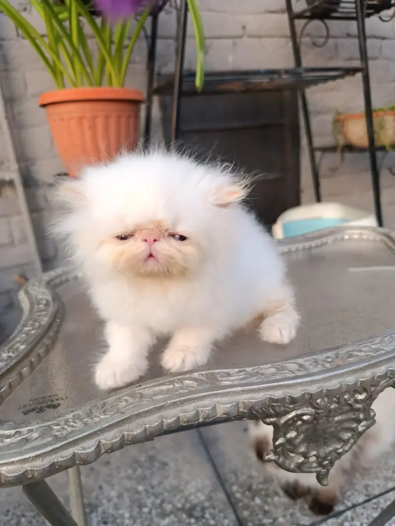 peke faced kittens — photo 5