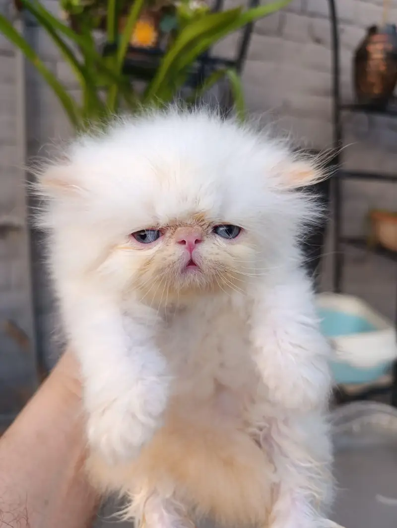 peke faced kittens — photo 6
