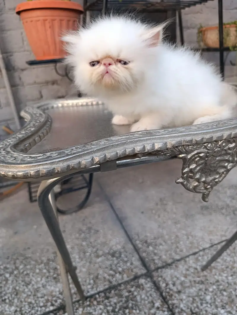 peke faced kittens — photo 7