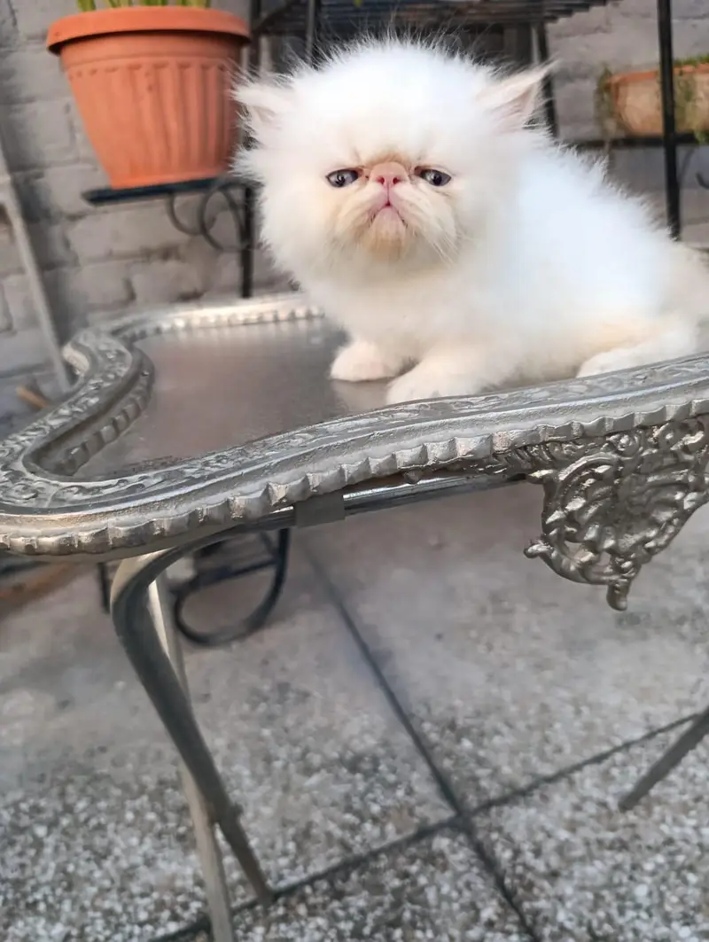 peke faced kittens — photo 8