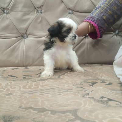 Shitzu Puppies