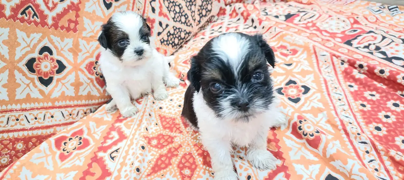 Shitzu Puppies — photo 2