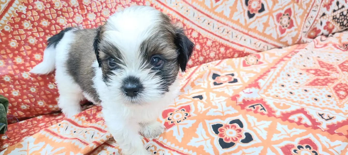 Shitzu Puppies — photo 4