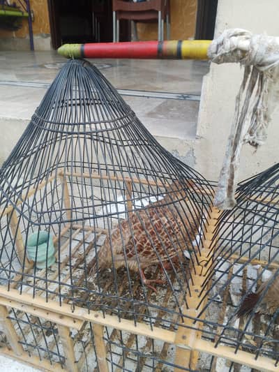 tetar sale