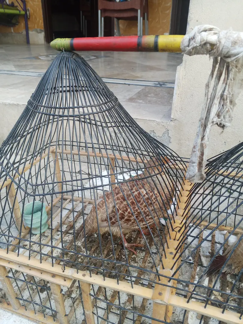 tetar sale
