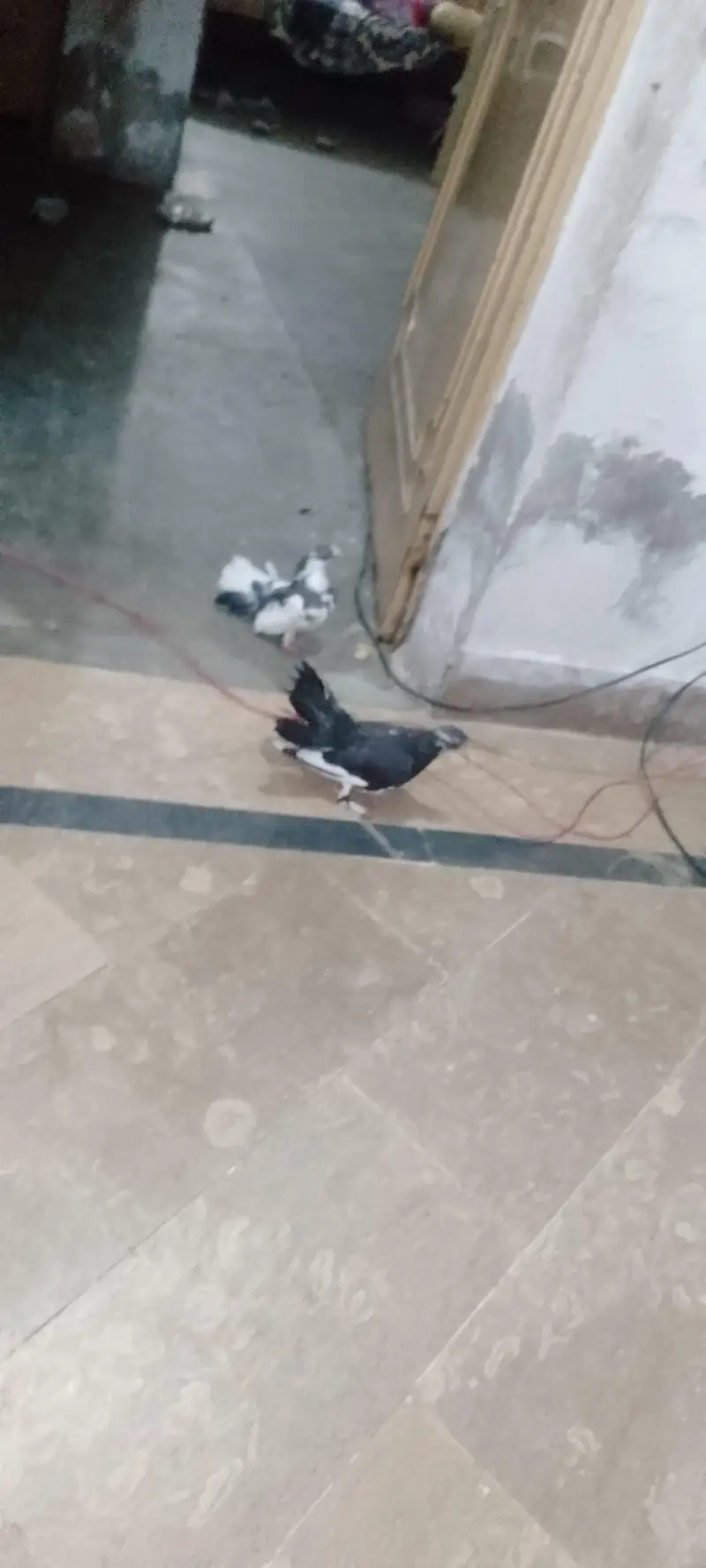 fancy + Lakkay pair 2000rs ka — photo 4