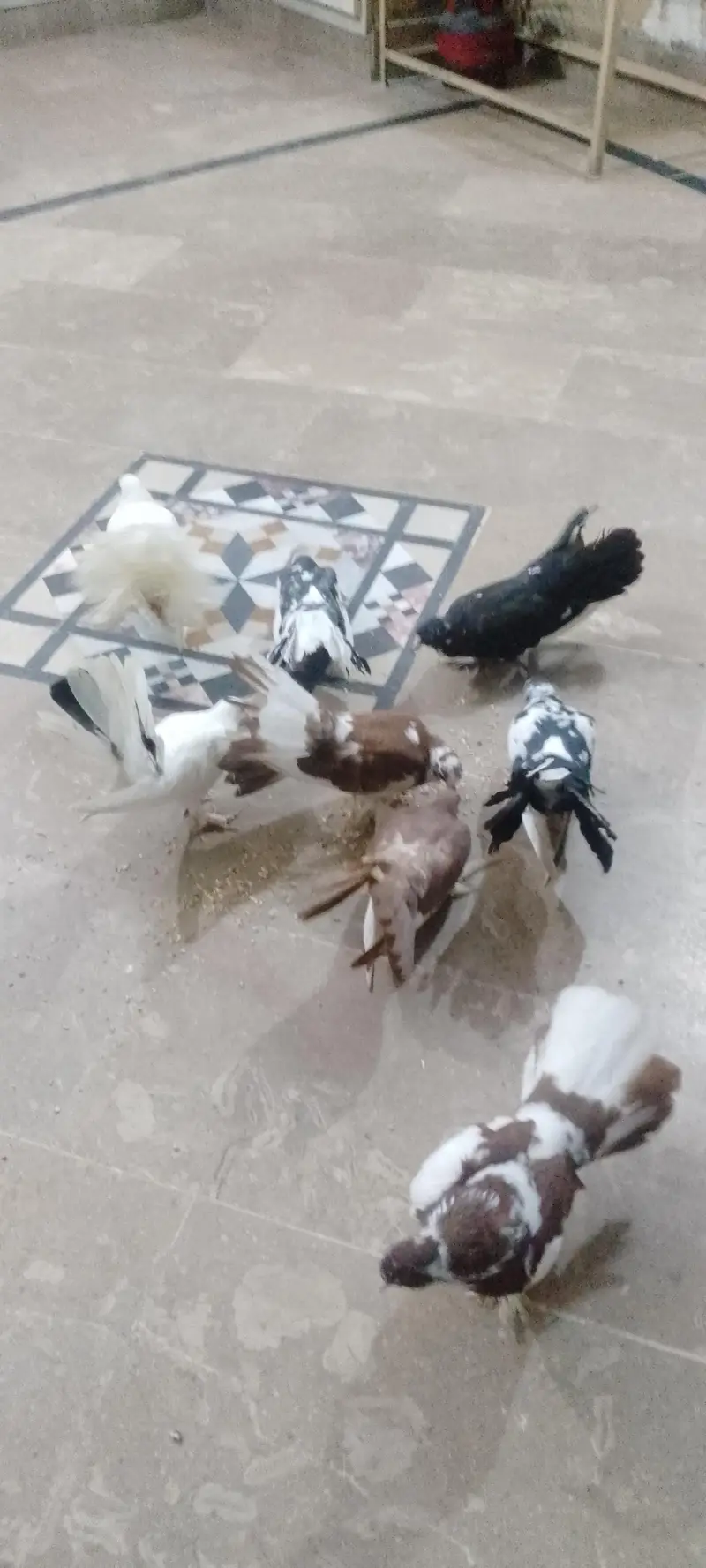 fancy + Lakkay pair 2000rs ka — photo 10