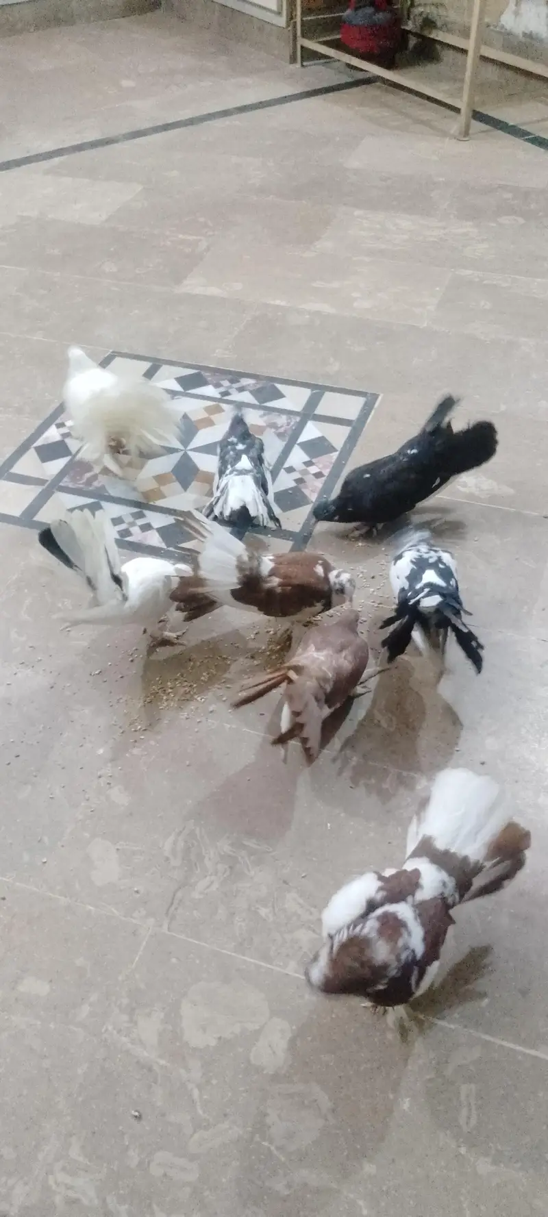 fancy + Lakkay pair 2000rs ka — photo 11