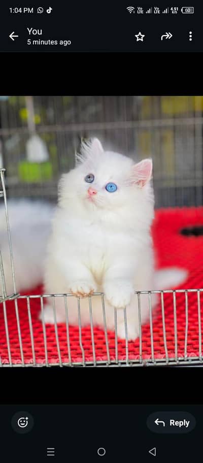 white kittens,adults ready to go their new homes. . .