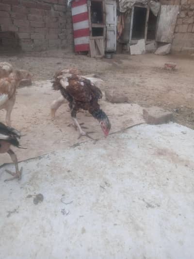 Aseel chiks for sell