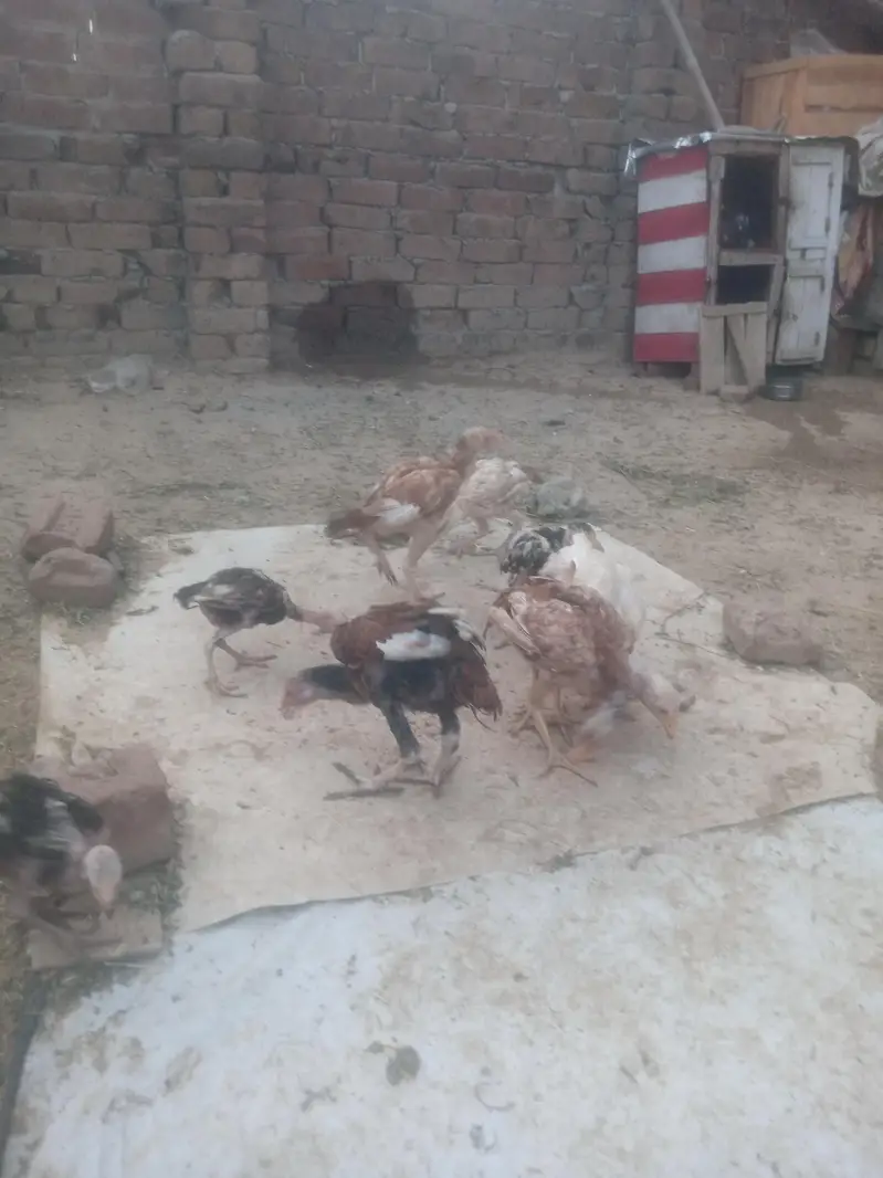 Aseel chiks for sell — photo 2