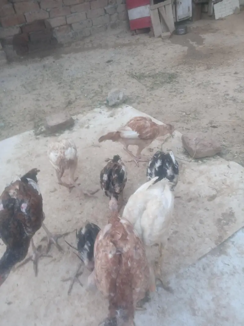 Aseel chiks for sell — photo 3
