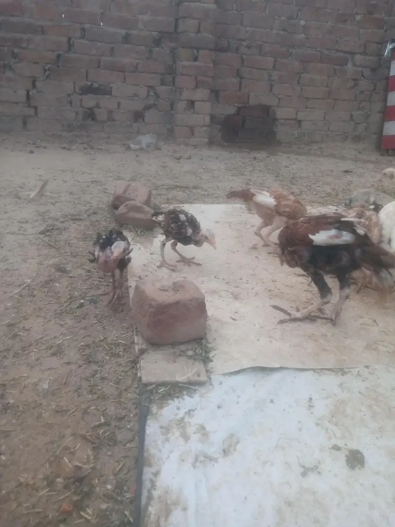 Aseel chiks for sell — photo 4