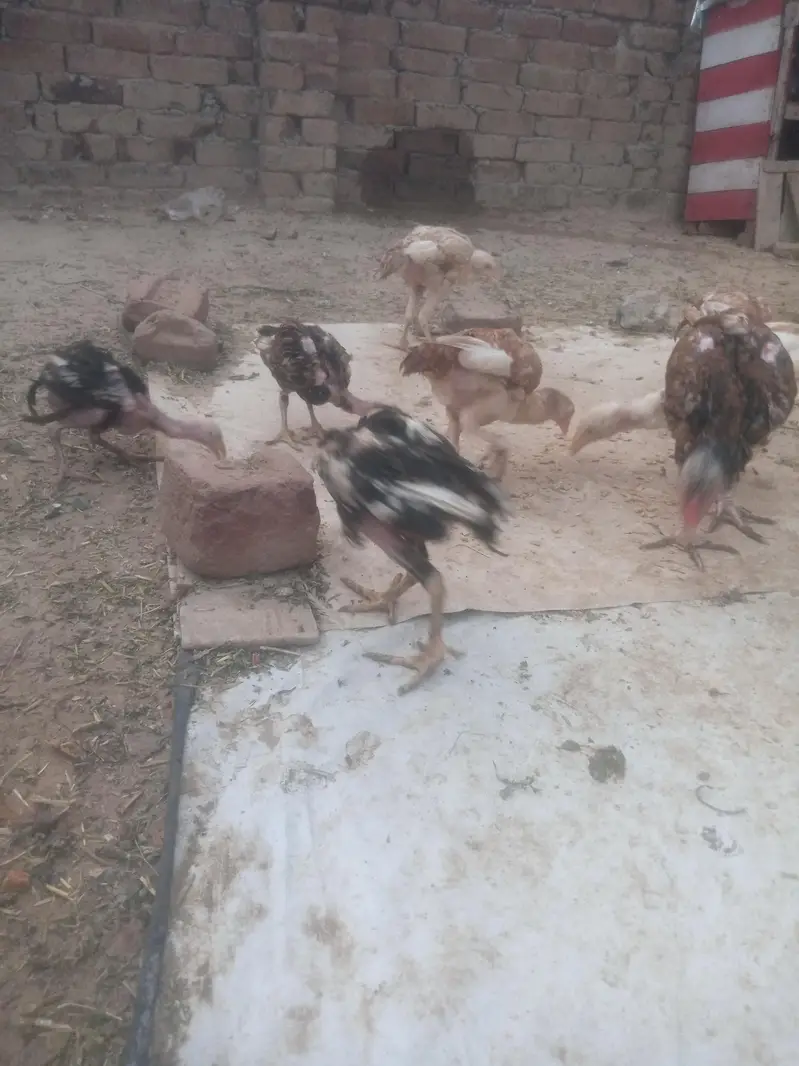 Aseel chiks for sell — photo 5