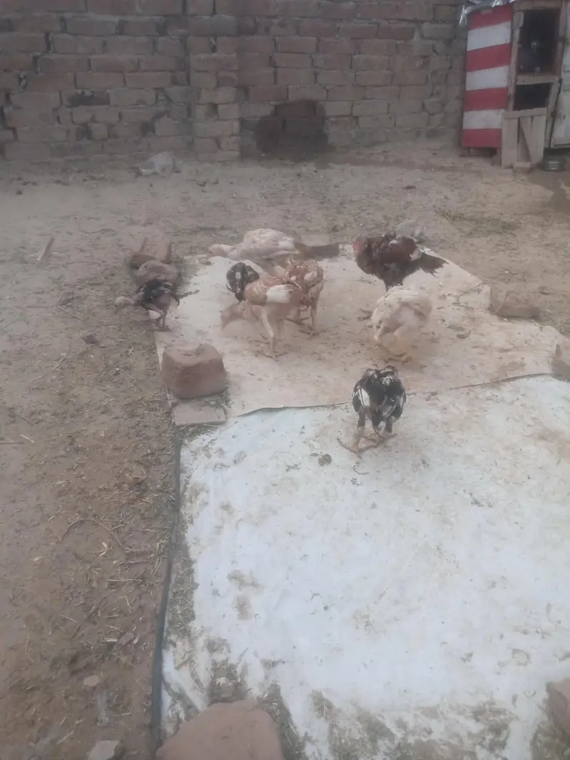 Aseel chiks for sell — photo 6