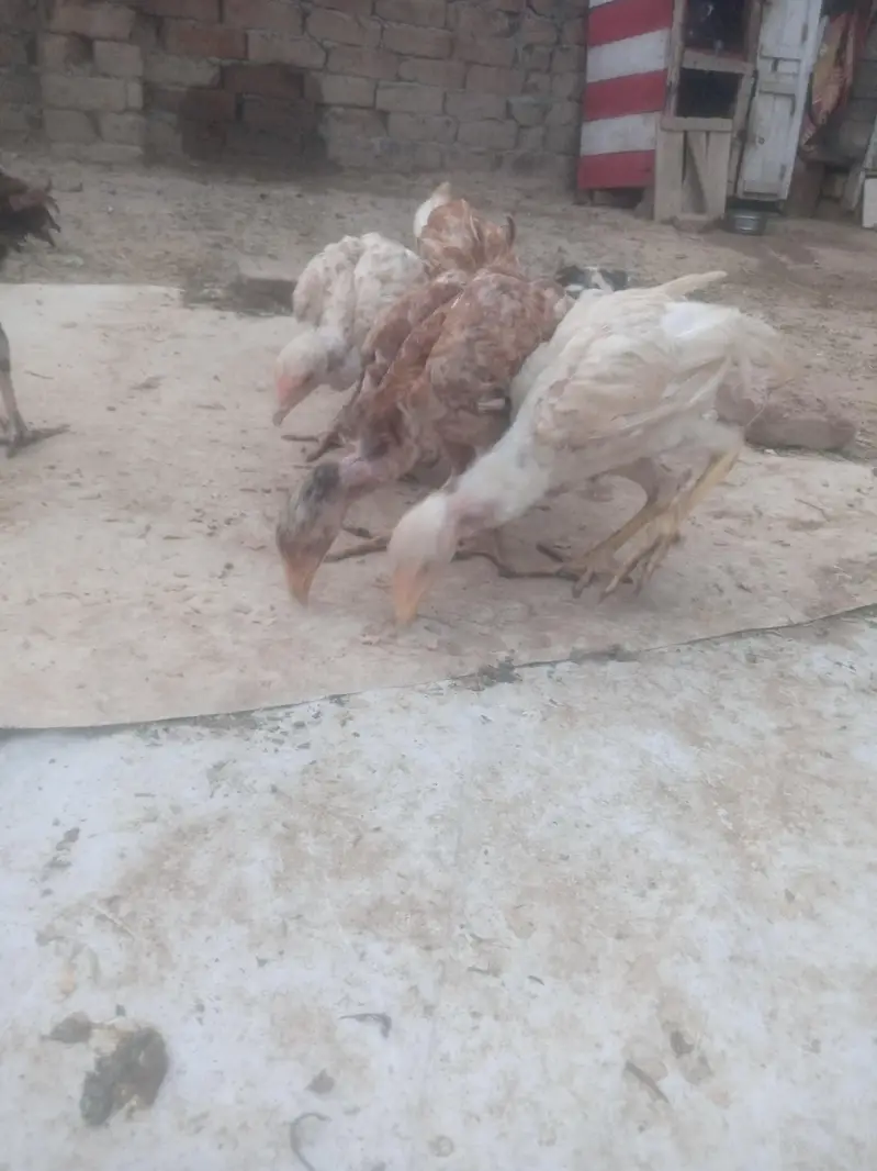 Aseel chiks for sell — photo 7