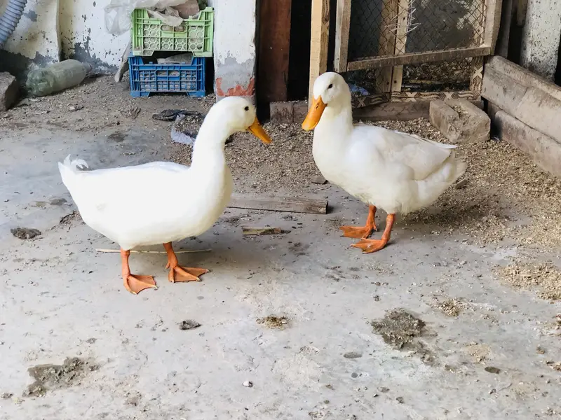 Acha dogs hai ghr ki pali h — photo 2
