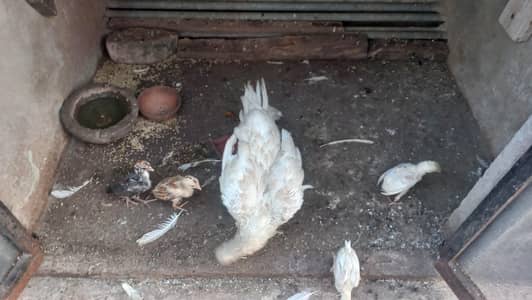 white hen with 5 chicks
