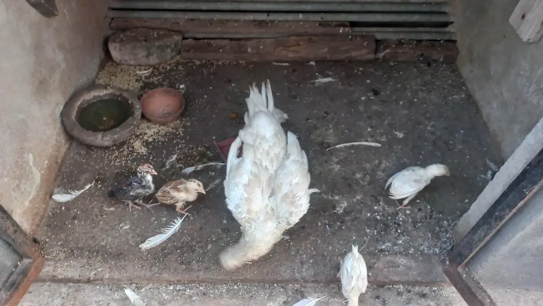 white hen with 5 chicks — photo 2