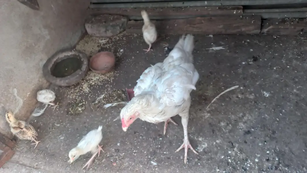 white hen with 5 chicks — photo 3