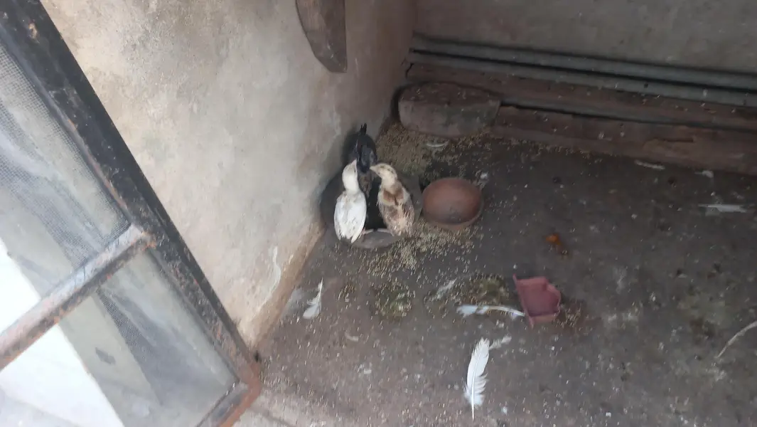 white hen with 5 chicks — photo 4