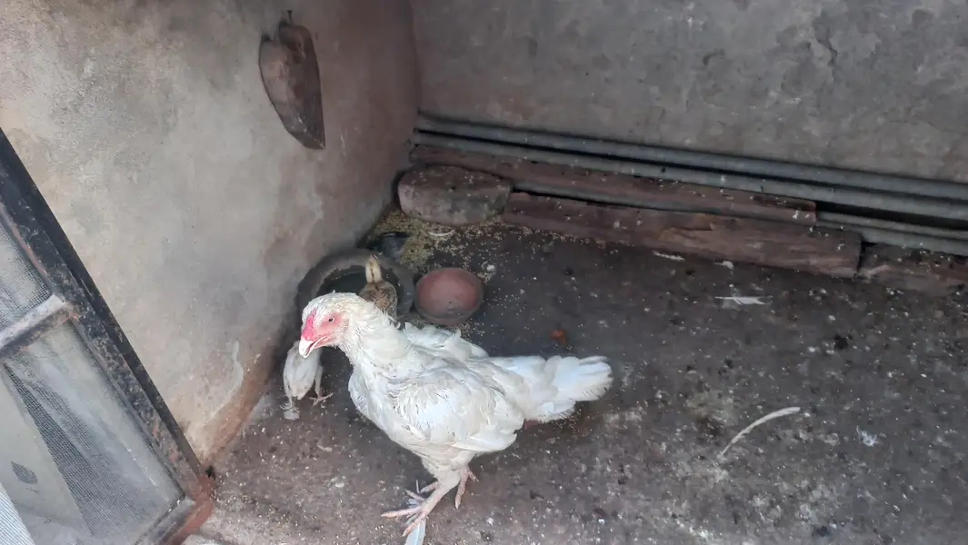 white hen with 5 chicks — photo 5