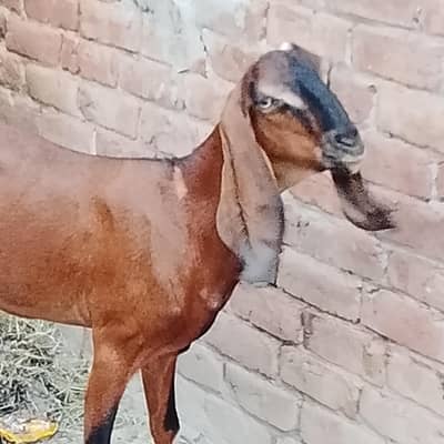 full petall