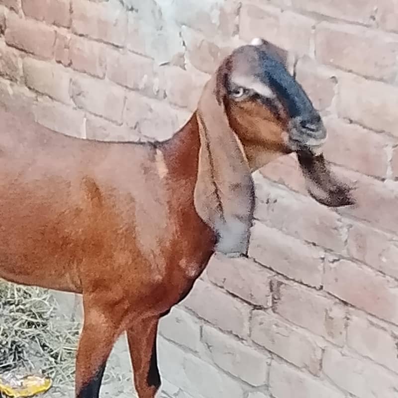 full petall 0