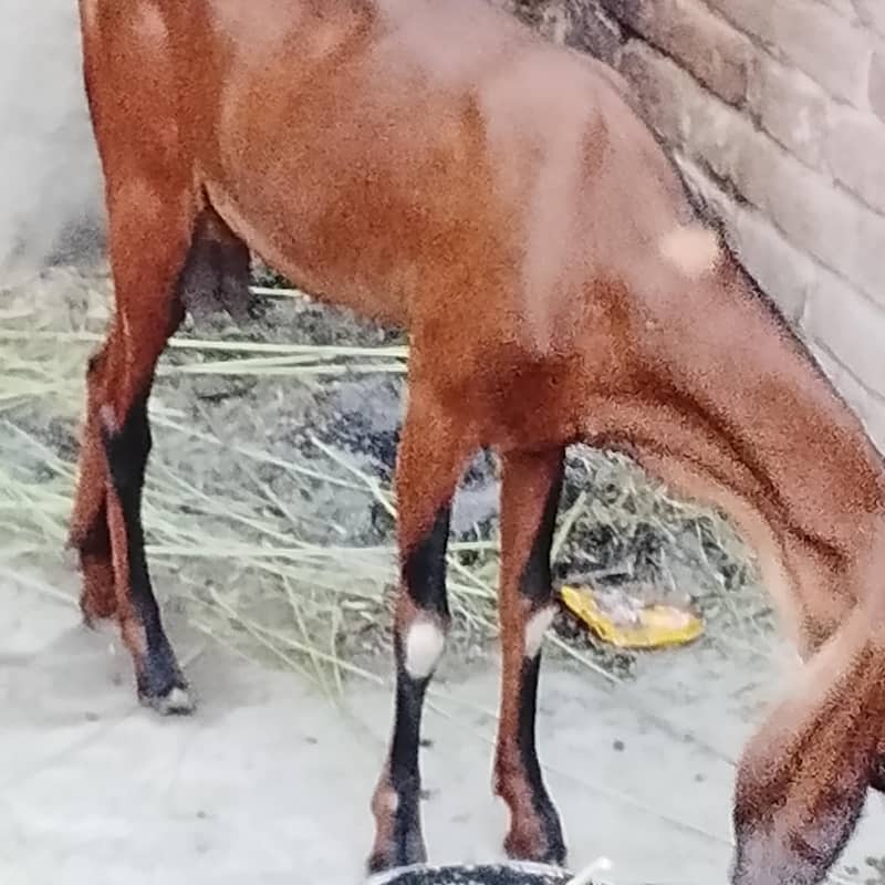 full petall 2