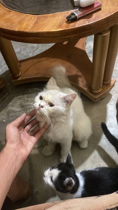 Cat for sale
