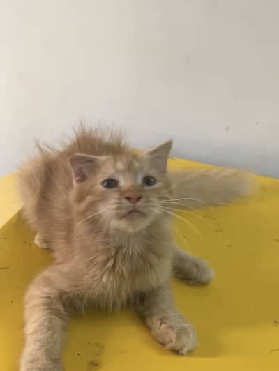 Persian Scottish Cat