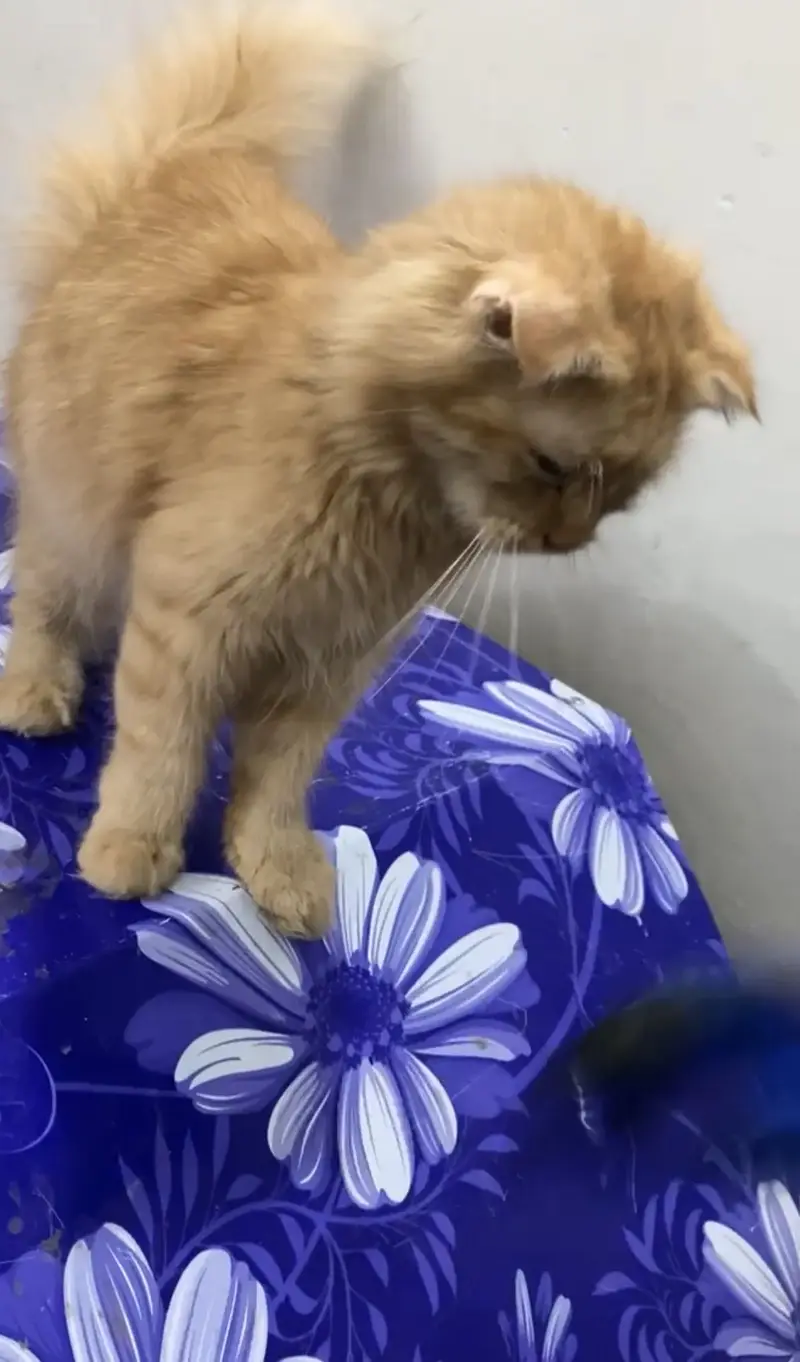 Persian Scottish Cat — photo 2