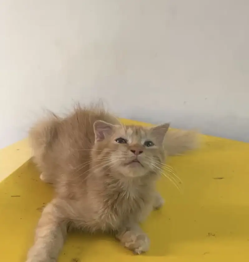 Persian Scottish Cat — photo 3