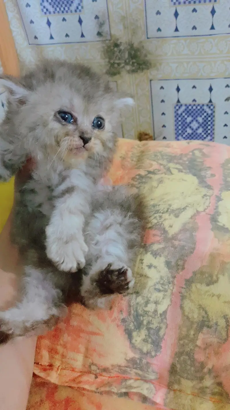Persian trriple coat punch face female kitten — photo 2