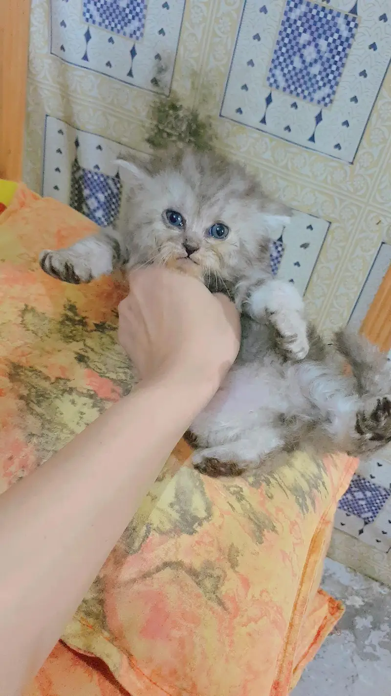 Persian trriple coat punch face female kitten — photo 3