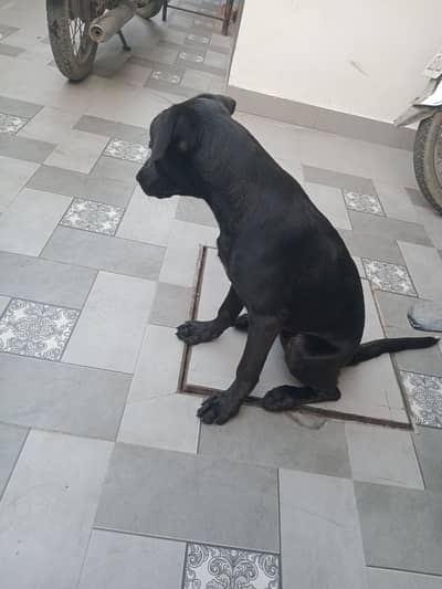 labrador pure chocolate brown female vecinetid