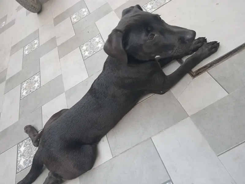 labrador pure chocolate brown female vecinetid — photo 2