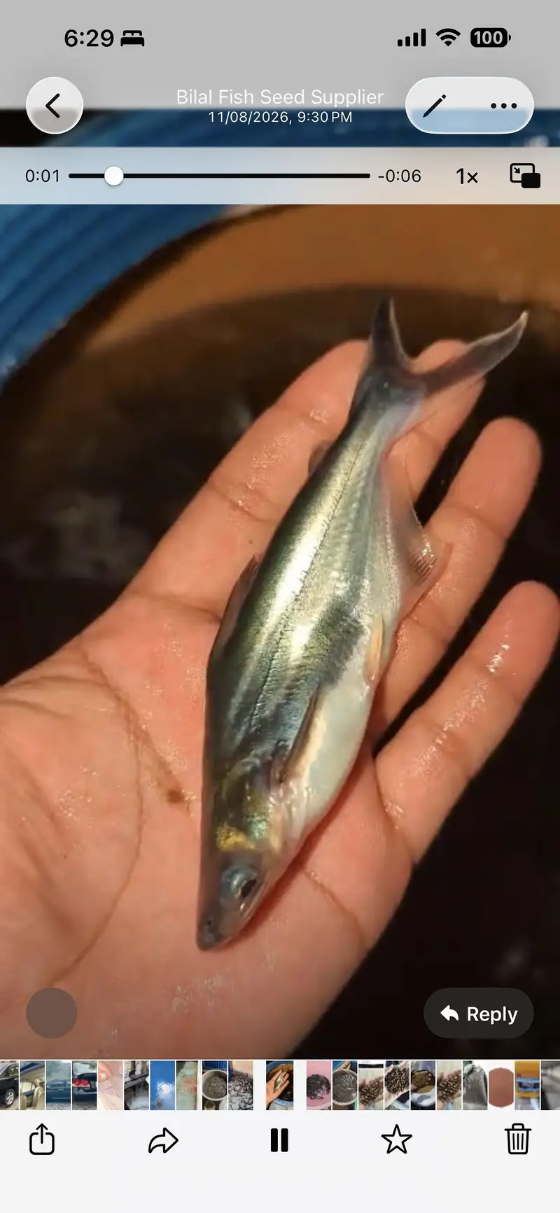 Pengasis or Bangash or blue line shark fish