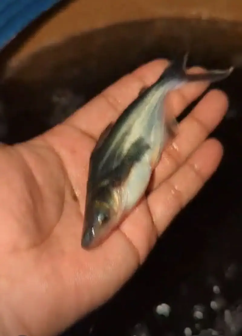 Pengasis or Bangash or blue line shark fish — photo 2