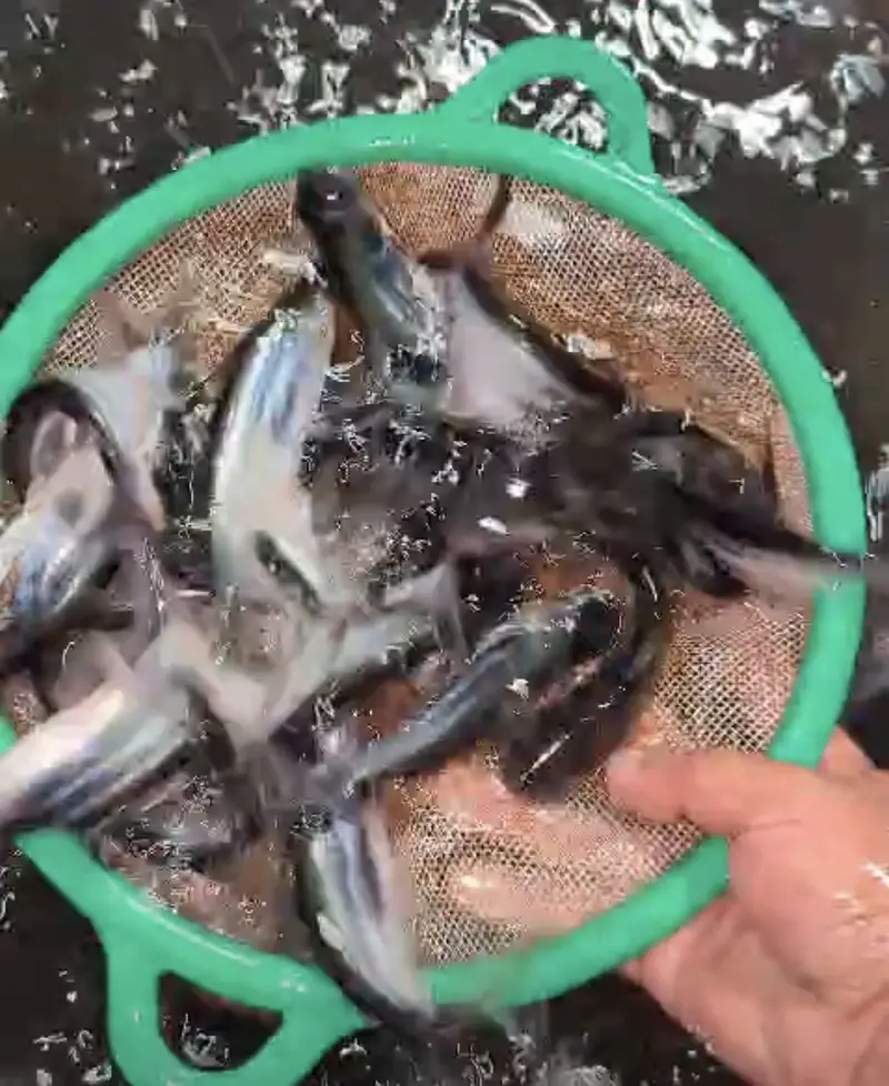 Pengasis or Bangash or blue line shark fish — photo 3