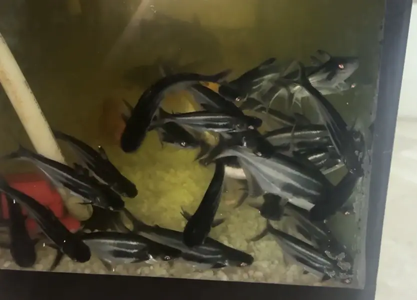 Pengasis or Bangash or blue line shark fish — photo 4