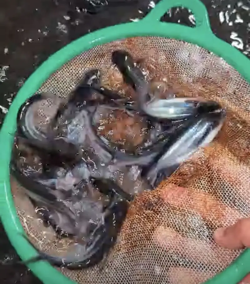 Pengasis or Bangash or blue line shark fish — photo 5
