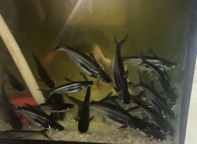 Pengasis or Bangash or blue line shark fish — photo 6